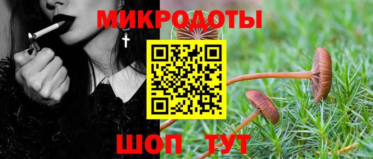 Галлюциногенные грибы Psilocybe  Ахтубинск 